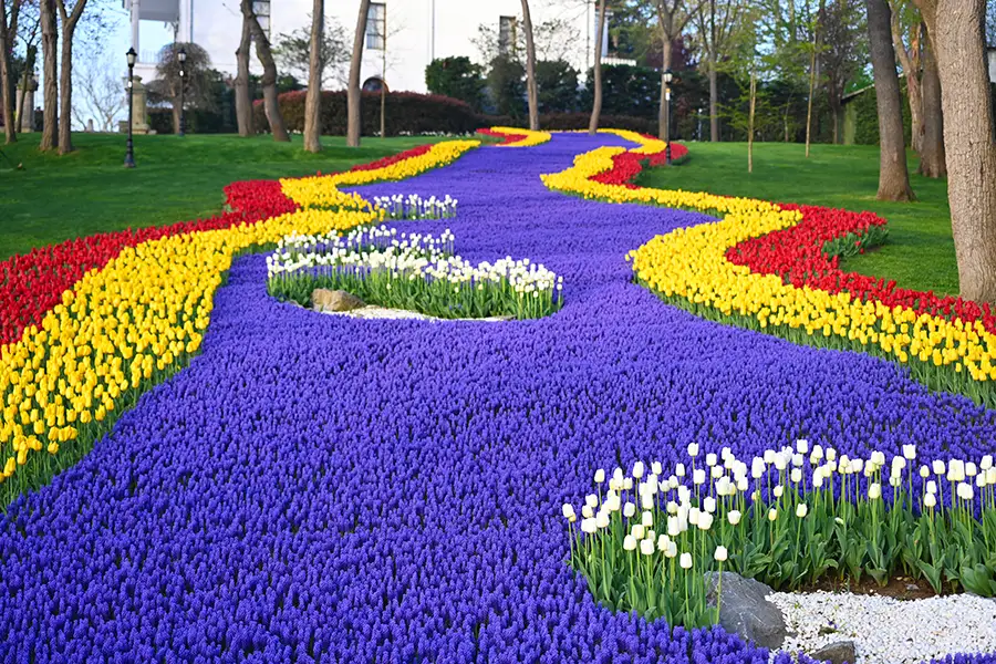 Emirgan Park: A Tapestry of Tulips in the Heart of Istanbul